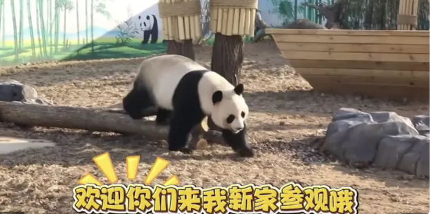 国宝大熊猫入驻秦皇岛 奏响生态文旅新乐章